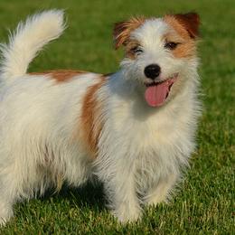 Cola - Russell Terrier