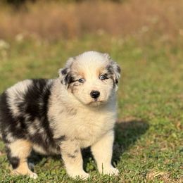 Cricket - Blue merle male Australian Shepherd puppy in Argyle, Iowa from Country Time Kennels