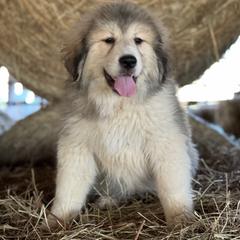 Girl 3 - female Great Pyrenees puppy in Leicester, North Carolina from Randall Glen Pyrenees