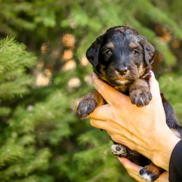 Bernedoodle and Goldendoodle Puppies from Saratoga Springs Doodles