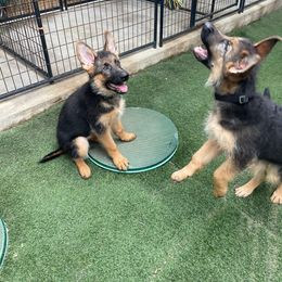German Shepherd Puppies from North Shore Shepherds