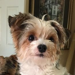 Sallie - Yorkshire Terrier