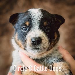 Girl 2 - Blue female Australian Cattle Dog puppy in Blackfoot, Idaho from Circle C Australian Cattle Dogs
