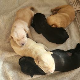 Labrador Retriever Puppies from Cindy's Ten Star Labradors