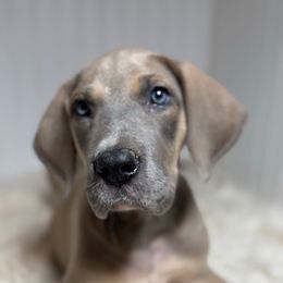 Giana - Blue female Great Dane puppy in Hutchinson, Kansas from Dappled Danes