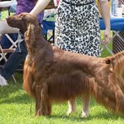 Irish Setters from Cairncross Irish Setters