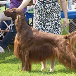 Irish Setters from Cairncross Irish Setters