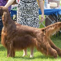 Irish Setters from Cairncross Irish Setters