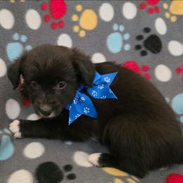 Ume - Black & white female Toy Australian Shepherd puppy in Arlington, Texas from CopperHead Aussies