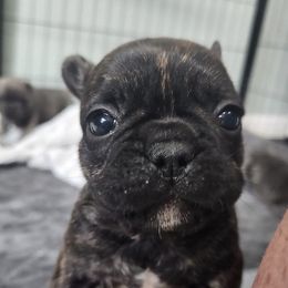 French Bulldogs from The French Tribe