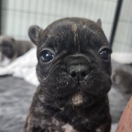 French Bulldogs from The French Tribe