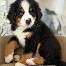 Rusty - Tri-color male Bernese Mountain Dog puppy in Yuciapa, California from AlltheDoodlez_