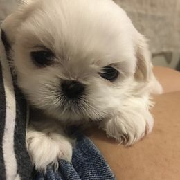 Shih Tzu Puppies from Sarayas Shih Tzus