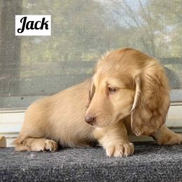 Jack - Cream male Dachshund puppy in Biloxi, Mississippi from Southern Doxies Ms
