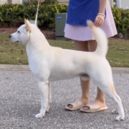 Jindo All Grown Up from Hwarang Kennel Korean Jindo | 화랑 진돗개