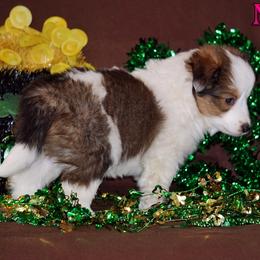 Noel - Sable-White Female - Sable and white female Shetland Sheepdog puppy in Frazeysburg, Ohio from Mountain High Kennels