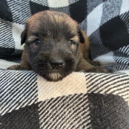 Sebastian - Wheaten male Soft Coated Wheaten Terrier puppy in Nokomis, Illinois from Windhill Wheatens