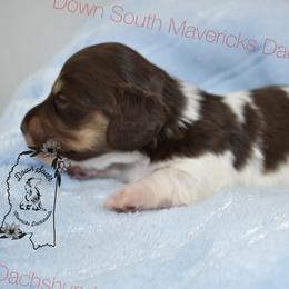 Chocolate pie - Piebald male Dachshund puppy in Seminary, Mississippi from Down South Mavericks Dachshunds
