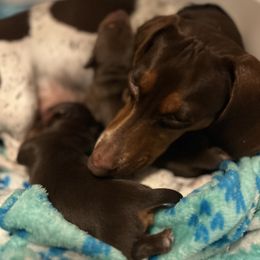 Dachshund puppies from Blue Star Dachshunds