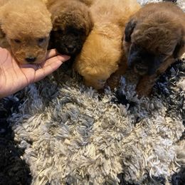 Goldendoodle and Poodle Puppies from South Sound Doodles