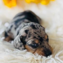 Journey - Dapple female Dachshund puppy in Holtwood, Pennsylvania from Holly Hill Dachshunds