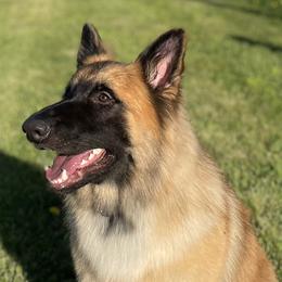 Cupcake - German Shepherd