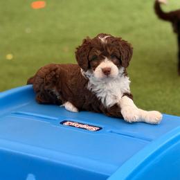Nestle - Tri-color female Bernedoodle puppy in Royse City, Texas from Platinum Bernedoodles of Texas