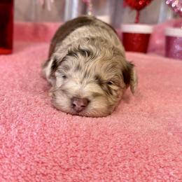 Gordy - Brown merle male Aussiedoodle puppy in Science Hill, Kentucky from Southern Paws Kennels