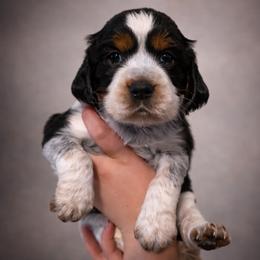 Peach - Tri-Roan female English Springer Spaniel puppy in Florida from Thunderbird Springers