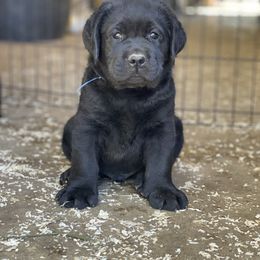 Labrador Retriever Puppies from OKE Labradors