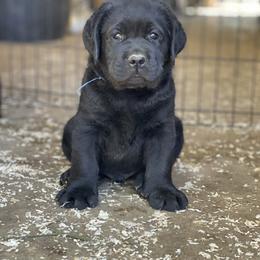 Labrador Retriever Puppies from OKE Labradors