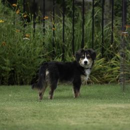 Miniature Australian Shepherd Puppies from Integrity Aussies Tx