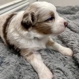 Australian Shepherd Puppies from Wylie Mini Aussies