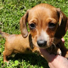 Nugget - Wild boar female Dachshund puppy in Goodman, Missouri from Jessica's Dashing Dachsunds and Chihuahuas