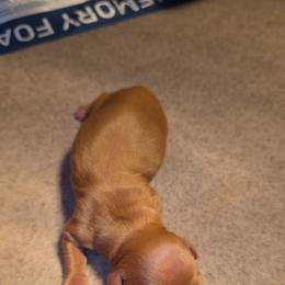 Chocolate based ee red - Chocolate male Dachshund puppy in West Plains, Missouri from Spring Creek Dachshunds