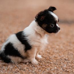 Chihuahua Puppies from Arizona Adventure Chihuahuas