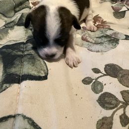 Teddy bear - Black and white male Chihuahua puppy in Dover, Arkansas from Blue Chihuahuas of Arkansas