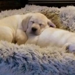 French Bulldog and Labrador Retriever Puppies from Rare Pearl Labradors and Belle Rouge Frenchies