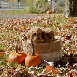 Cavapoo Puppies from Campbell Cavapoos