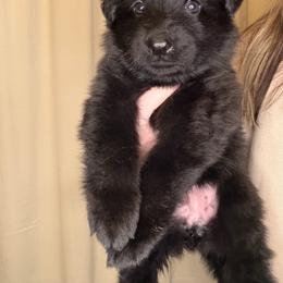 Pink - Black female German Shepherd puppy in Tennessee from Chattanooga Tn German Shepherds