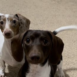 Dachshunds from Morton’s Teenie Weenies