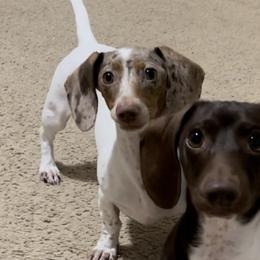 Dachshunds from Morton’s Teenie Weenies
