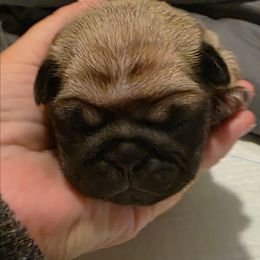 Chloe-Yellow Collar - Fawn female Pug puppy in New Braunfels, Texas from Kex Pug Haus