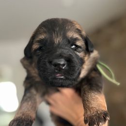 Green collar - Juba - Sable male German Shepherd puppy in Paoli, Pennsylvania from Vom Hillhaus