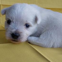 Yellow Girl - White female West Highland White Terrier puppy in Macy, Indiana from Country Grove Breeding LLC