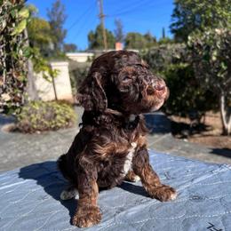 Cranberry Wisp - Phantom female Poodle puppy in Corona, California from Garden Of Poodles