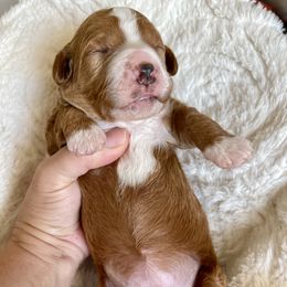 Bernedoodle, Cavapoo, and Goldendoodle Puppies from Mountain Bridge Doodles