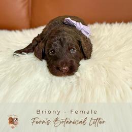 Briony - Chocolate female Goldendoodle puppy in Atlanta, Georgia from Teddy Puppies