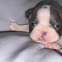 Snowball - Blue female Boston Terrier puppy in Huntington, West Virginia from AKC Moonshine Valley Boston Terriers