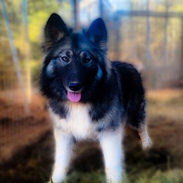 Kinya - Native American Indian Dog